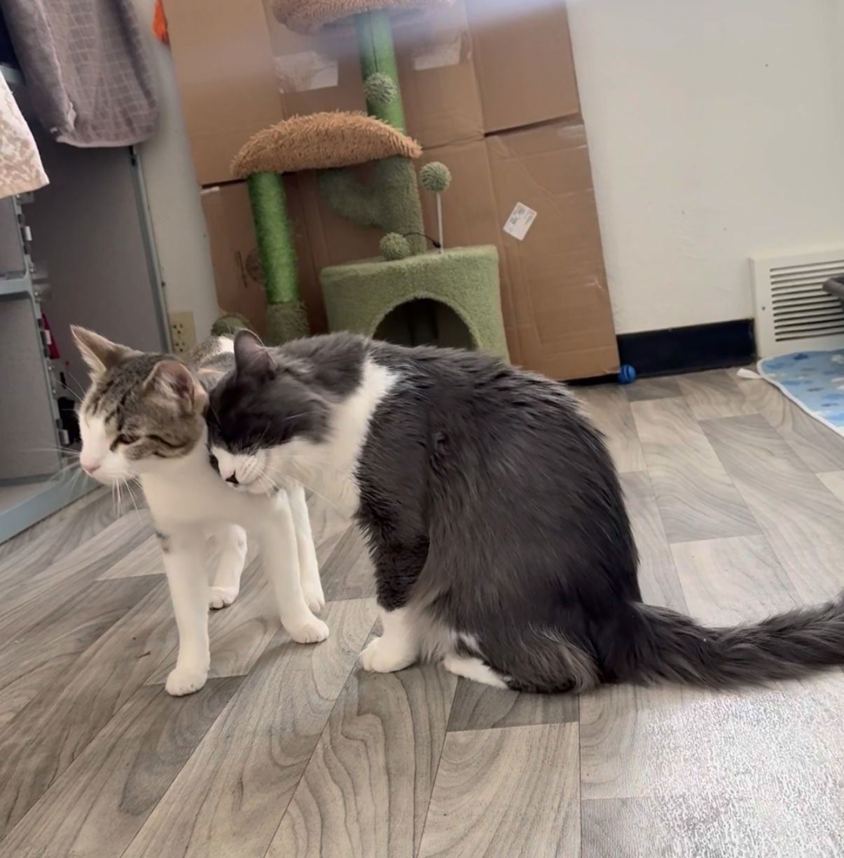 Bubba Duke, an adoptable Domestic Short Hair in Fort Collins, CO, 80524 | Photo Image 3