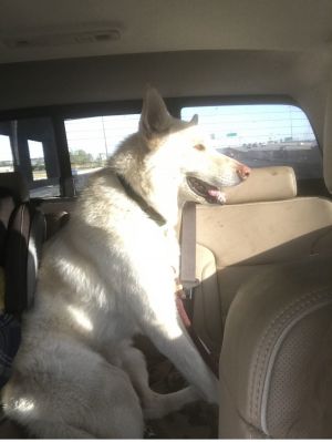 Spirit, Adult Male Shepherd