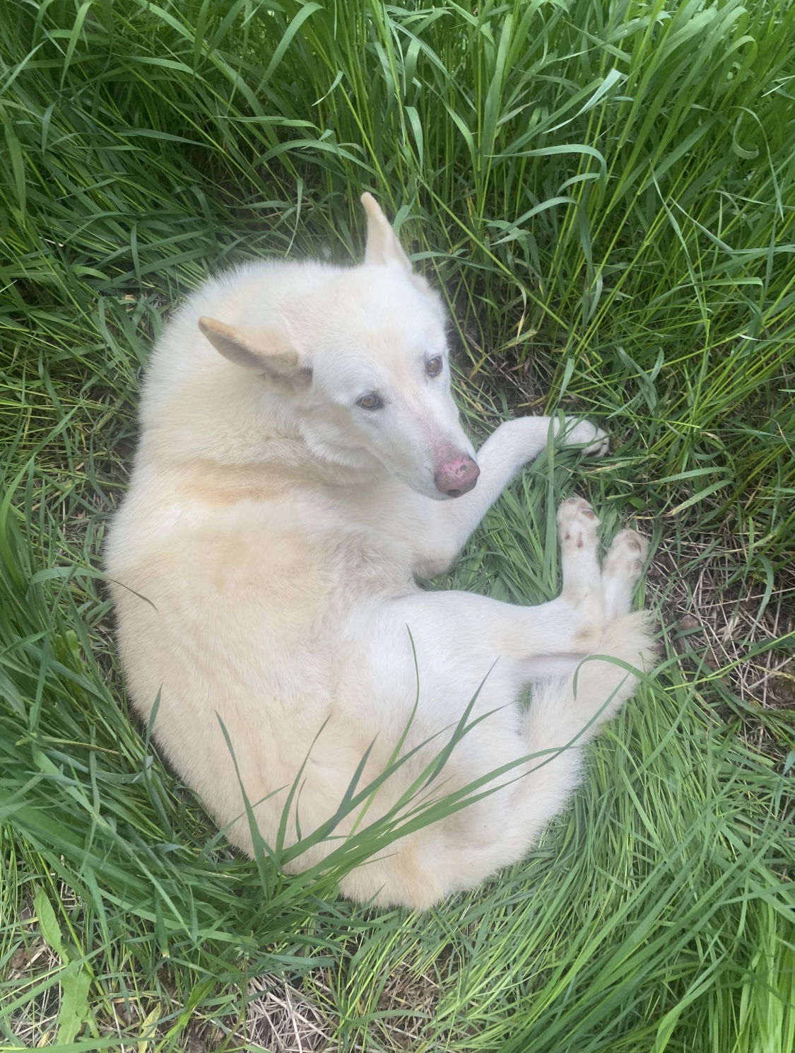 Spirit, an adoptable Shepherd in Fort Collins, CO, 80524 | Photo Image 2