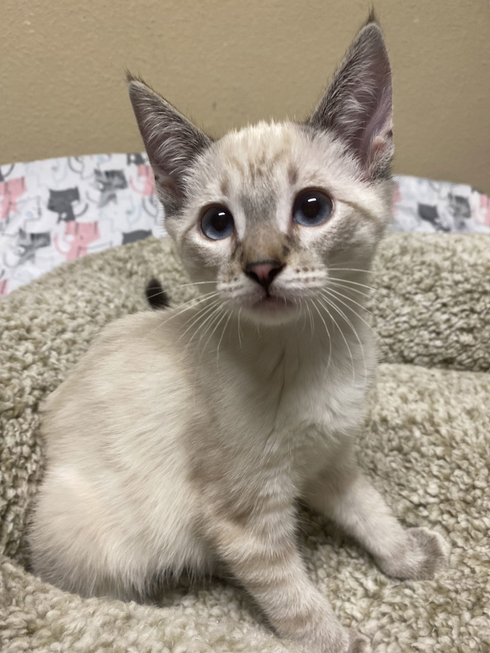 Horchata ( KT)