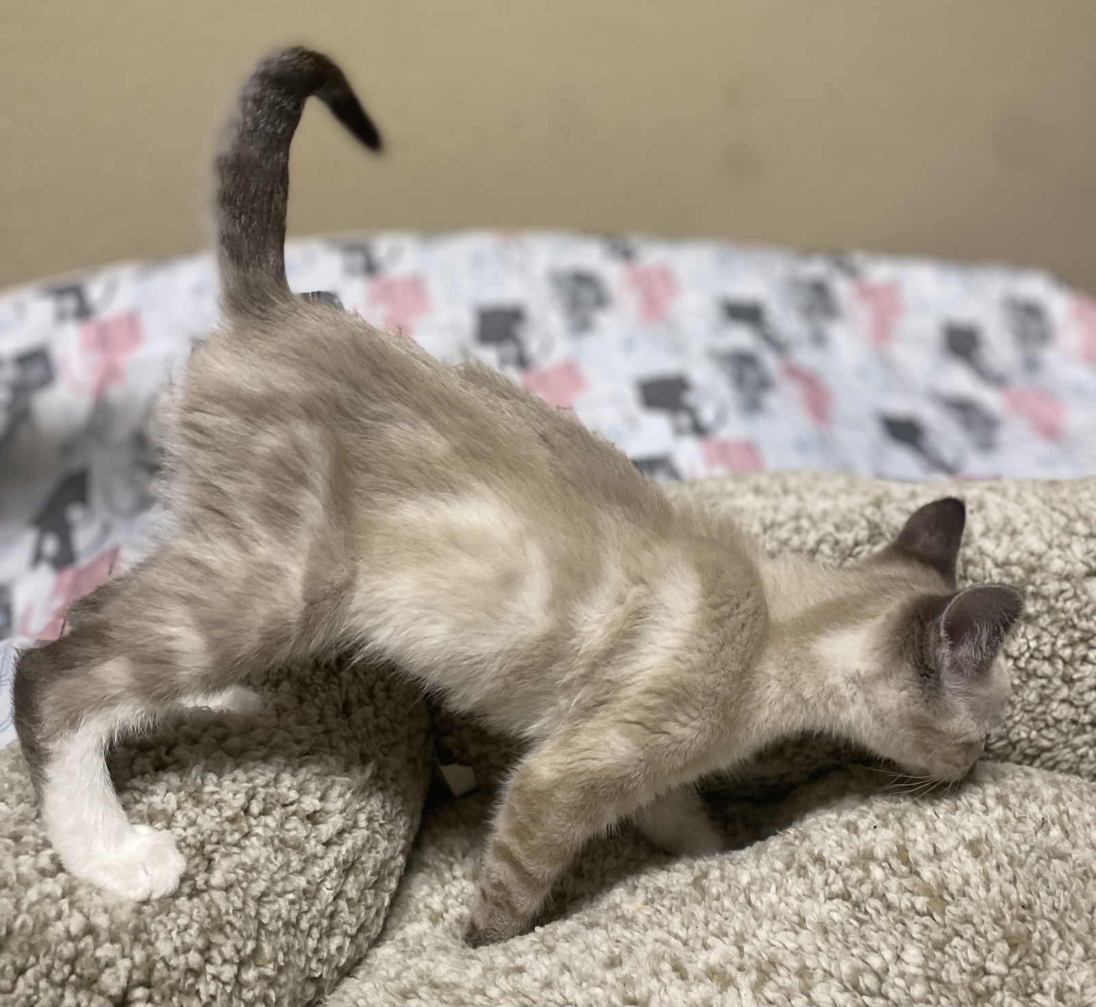 Horchata ( KT)