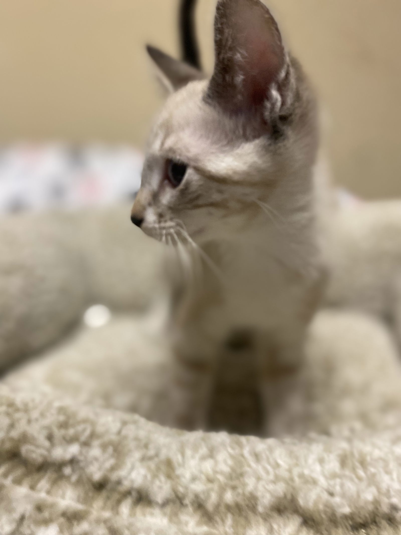 Horchata ( KT)