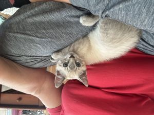 Ernie, Baby Male Siamese