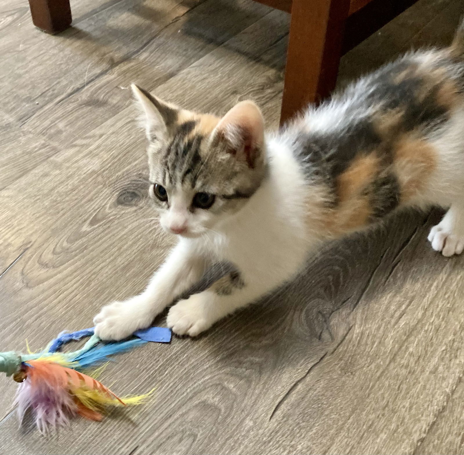 Pippa ( Napa Petco DM)