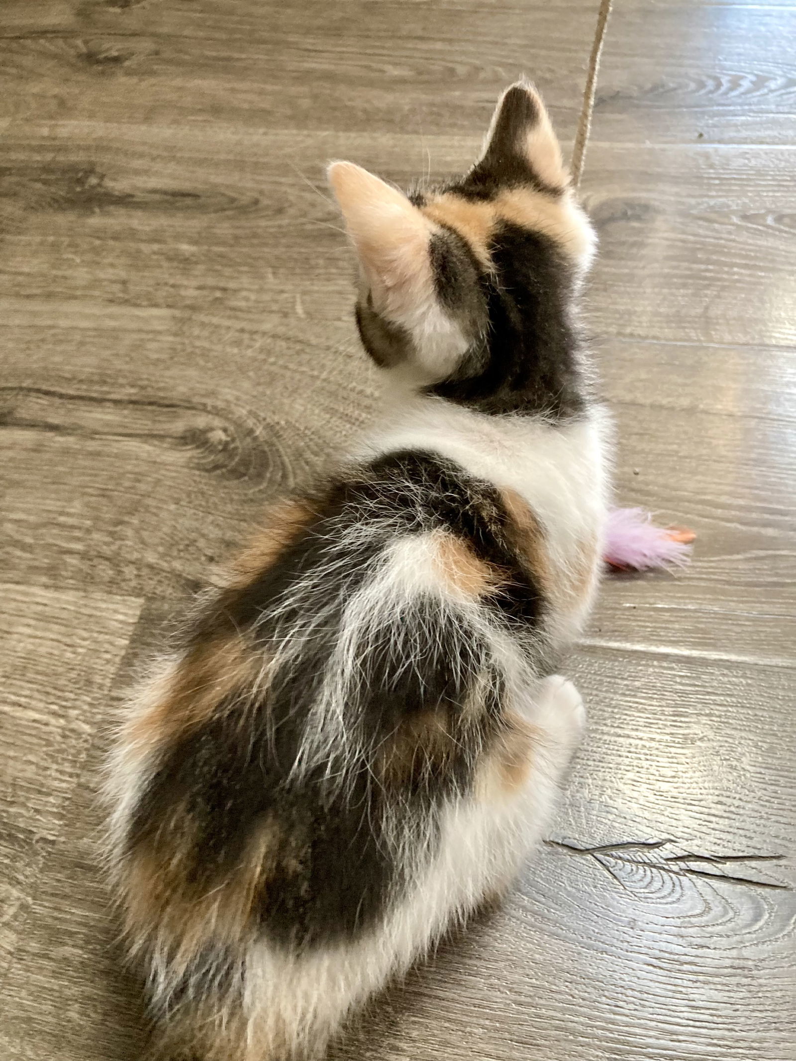 Pippa ( DM)