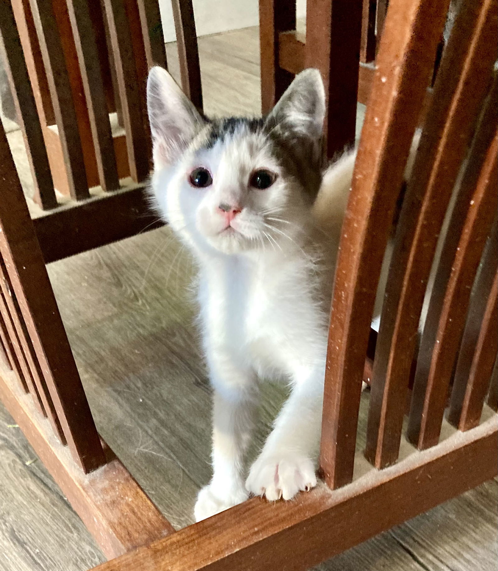 Pippa ( DM)