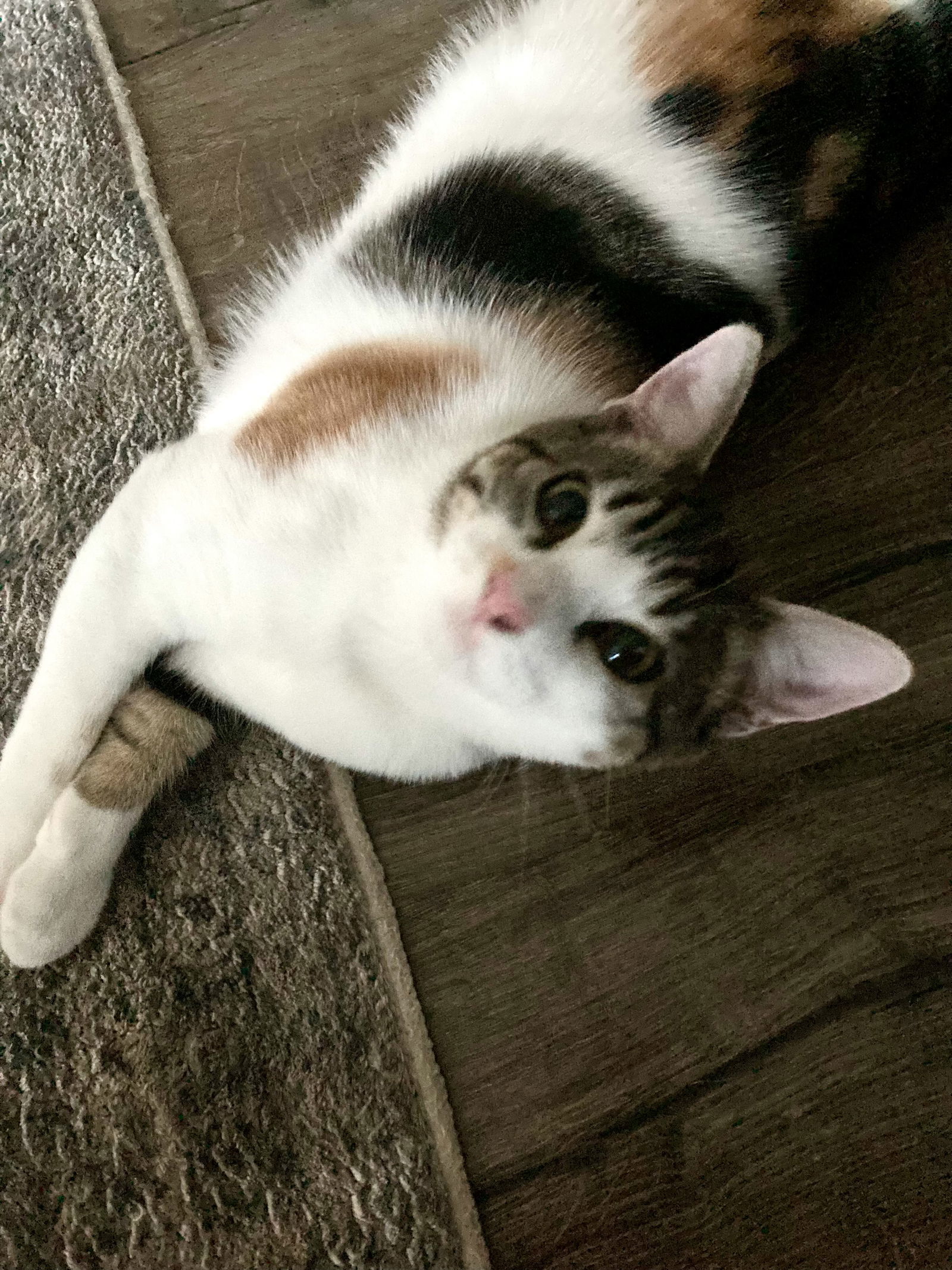 Pippa ( Napa Petco DM)