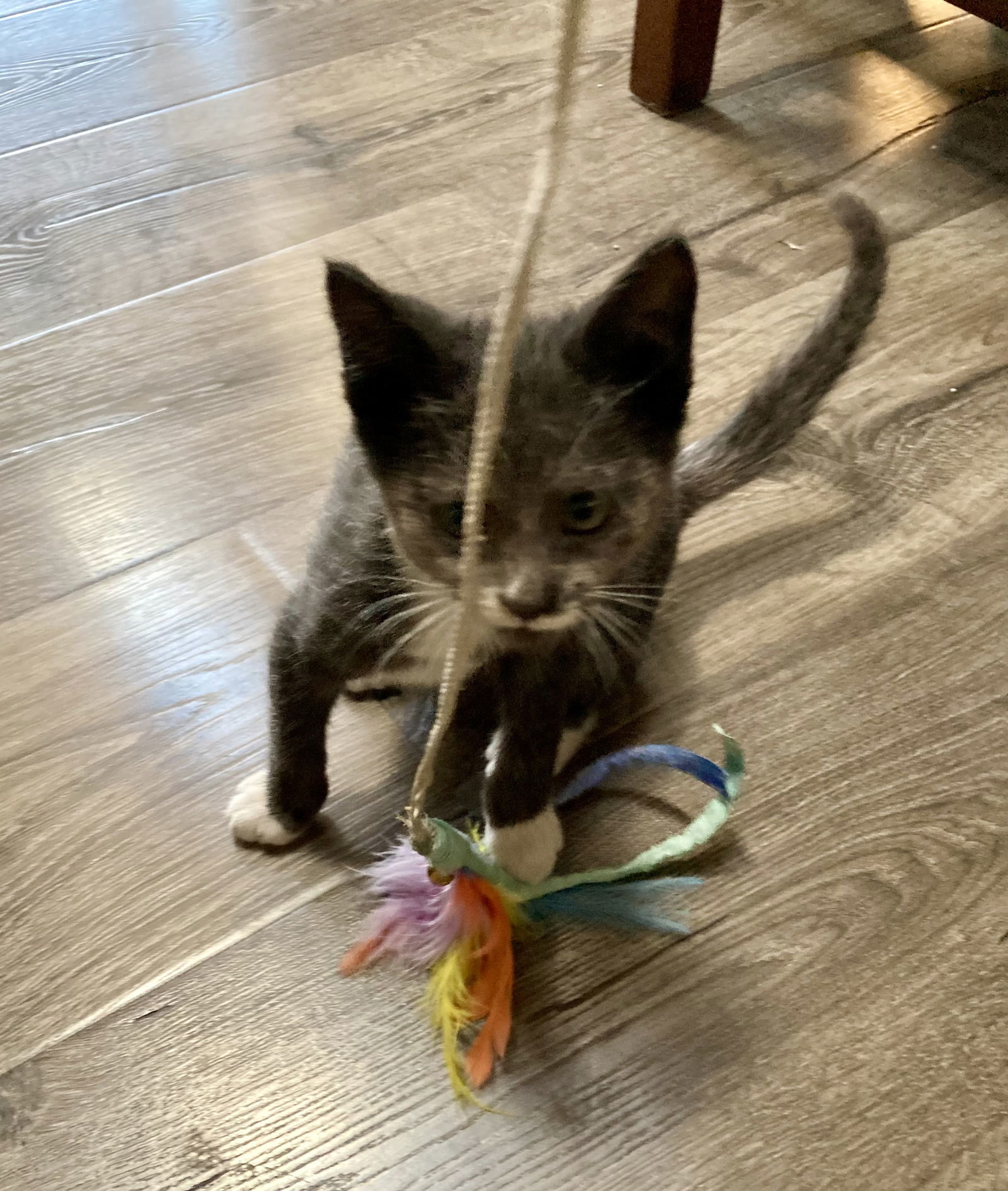 Jasper ( DM Napa Petco))