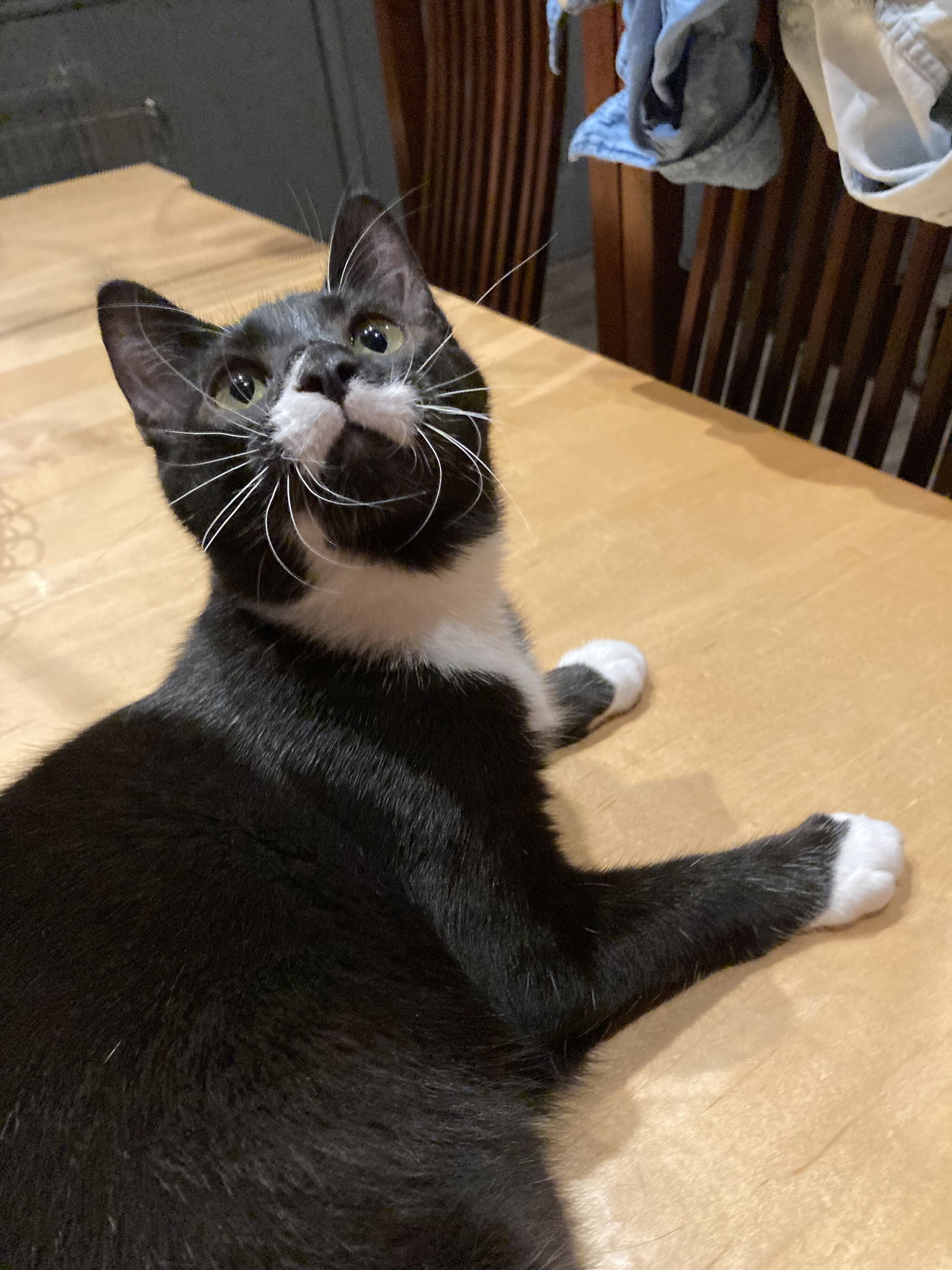 Jasper ( DM Napa Petco))