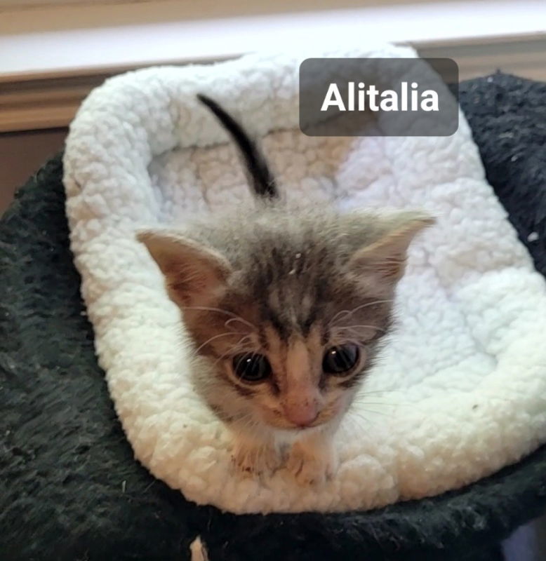 Alitalia