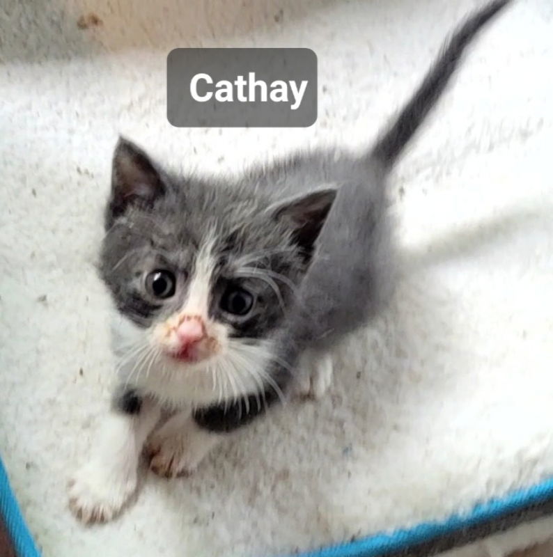 Cathay