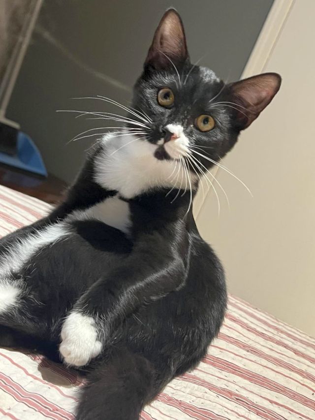 PURRDY