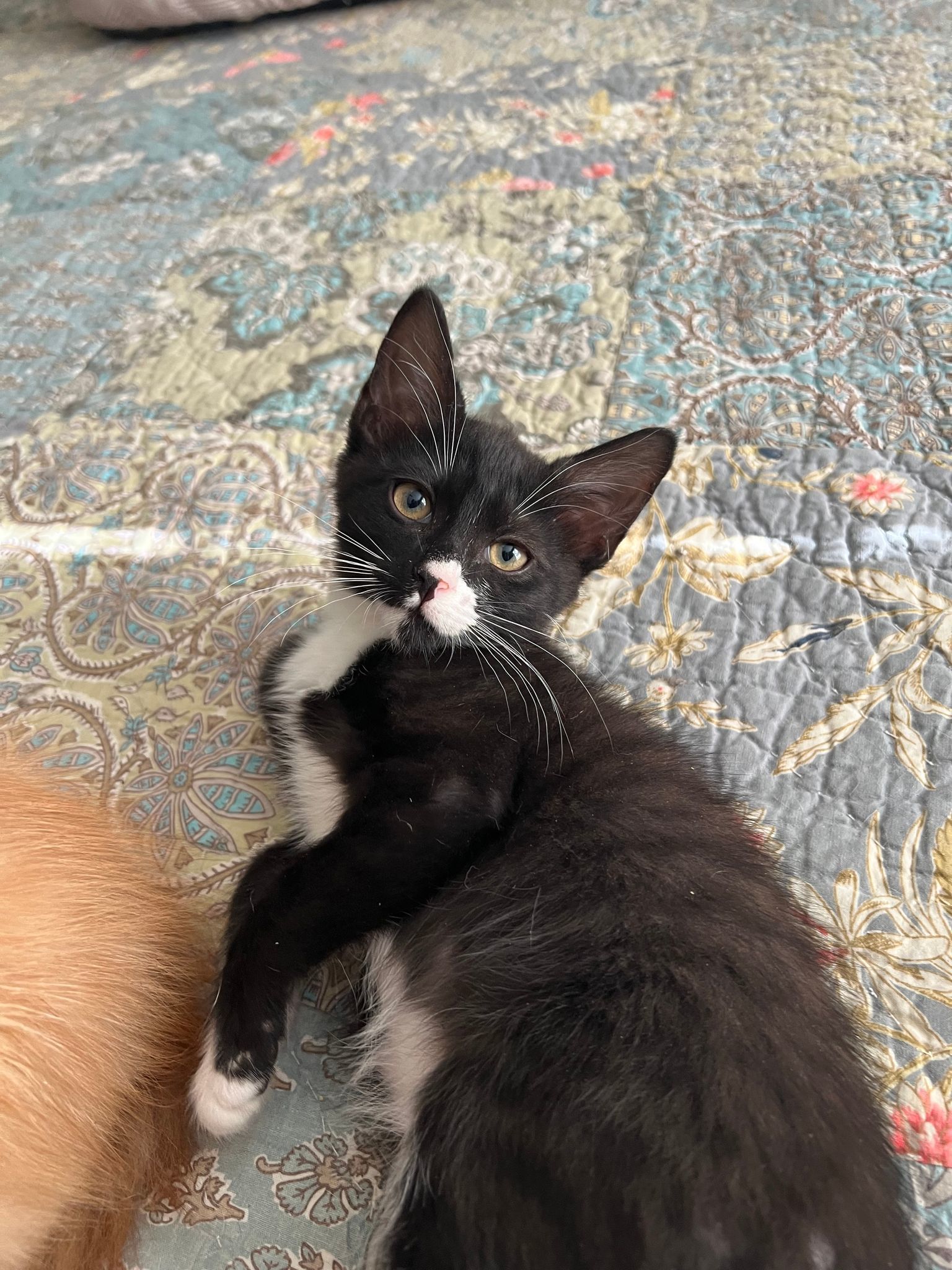 PURRDY