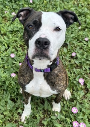 Ruby, Adult Female Boxer