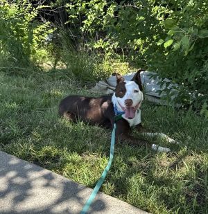 Timmy, Adult Male Australian Shepherd
