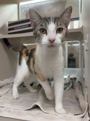 Harmony, Young Female Domestic Short Hair
