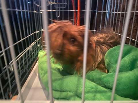 Alf