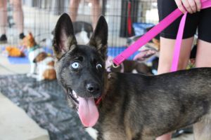 Duckie, Baby Female Belgian Shepherd / Malinois