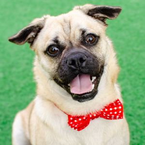 Hello My name is Gordo Im a neutered 2 year old PugPomeranian mix that weighs about 21 lbs My