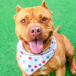 Hi there Im so excited to meet you My name is Biscoff and Im a spayed 4 year old pitbull