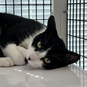 Hi there my name is Austin I am a 1 year old medium size domestic short hair neutered male I
