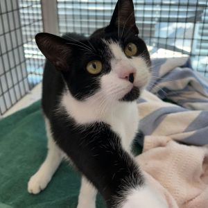 Hi there my name is Austin I am a 1 year old medium size domestic short hair neutered male I