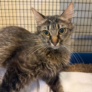 Hi there my name is July I am a 10 month old medium size domestic long hair spayed female I