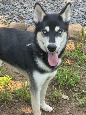 Tallulah(Tally) Siberian Husky Dog