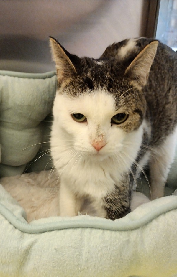 Talia 44715, an adoptable Domestic Short Hair in Pocatello, ID, 83205 | Photo Image 1