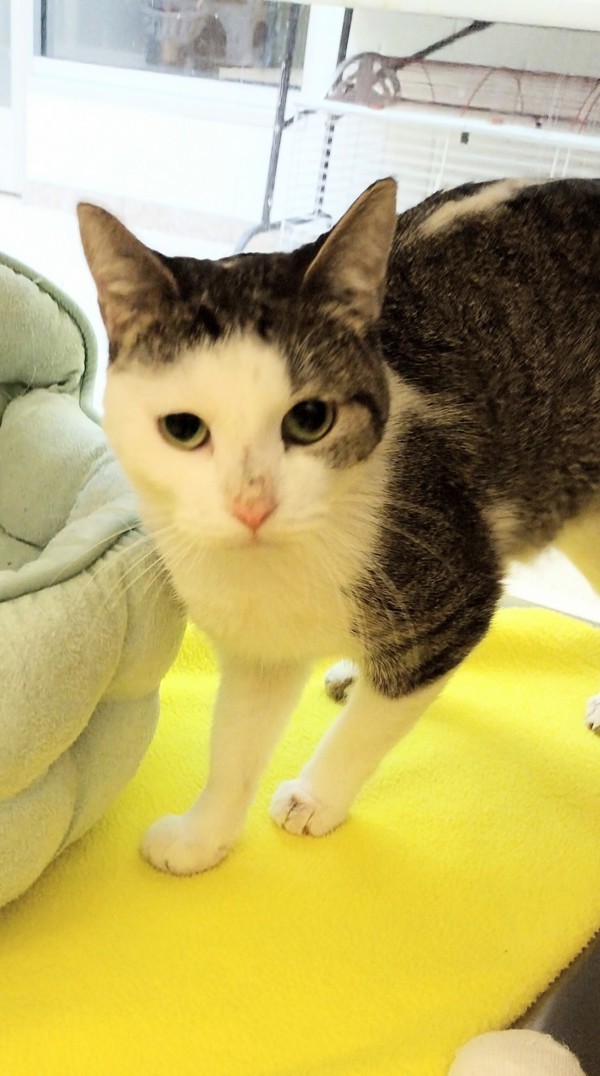Talia 44715, an adoptable Domestic Short Hair in Pocatello, ID, 83205 | Photo Image 2