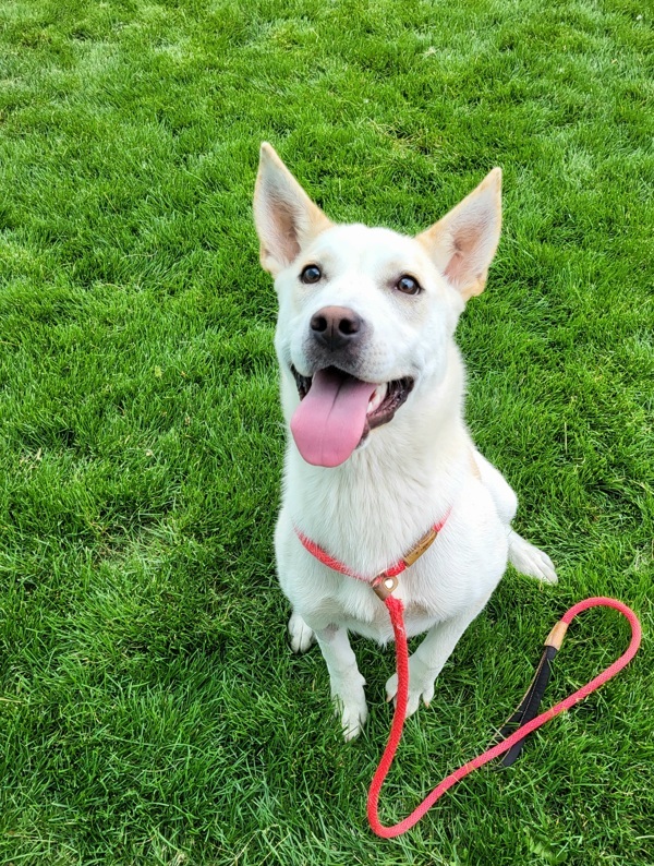 Saraphine 44601, an adoptable Siberian Husky, Labrador Retriever in Pocatello, ID, 83205 | Photo Image 1