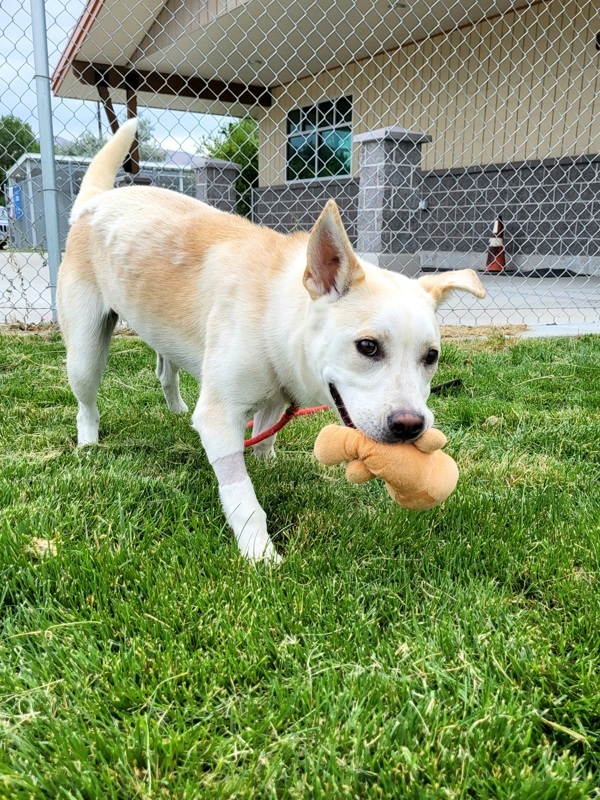 Saraphine 44601, an adoptable Siberian Husky, Labrador Retriever in Pocatello, ID, 83205 | Photo Image 2