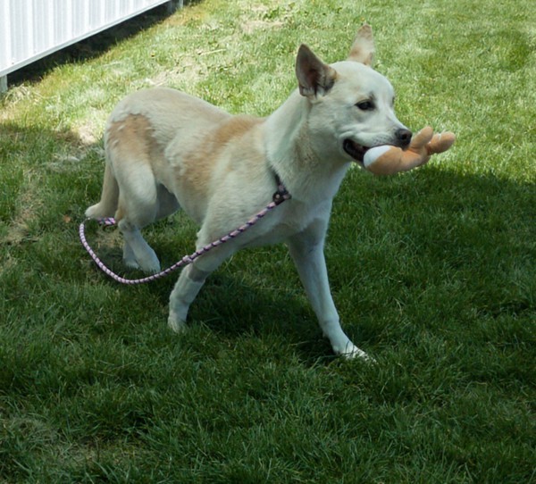 Saraphine 44601, an adoptable Siberian Husky, Labrador Retriever in Pocatello, ID, 83205 | Photo Image 3