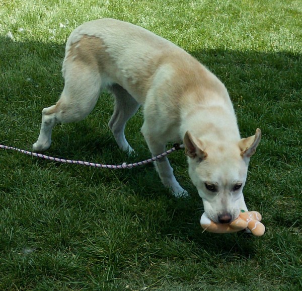 Saraphine 44601, an adoptable Siberian Husky, Labrador Retriever in Pocatello, ID, 83205 | Photo Image 4