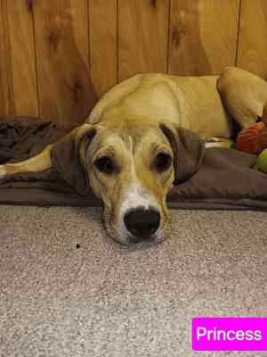 Princess, Young Female Labrador Retriever