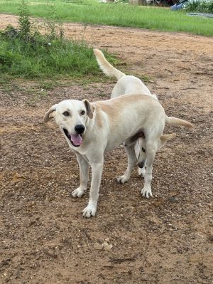 Leroy, Young Male Labrador Retriever