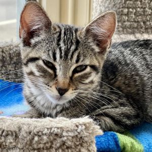 Sushi, Adult Female Domestic Short Hair