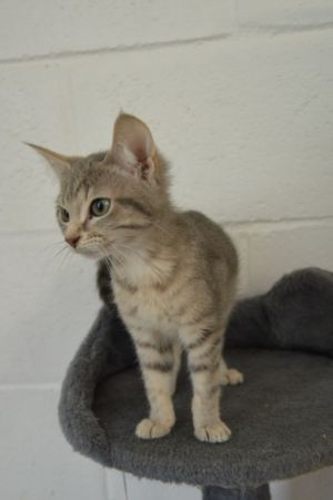 Hearts, Baby Female Domestic Short Hair