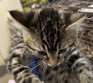 Lilac Domestic Short Hair Cat