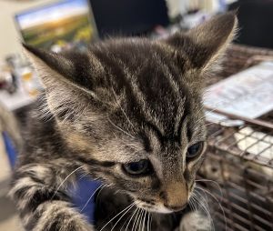 Bluey Domestic Short Hair Cat
