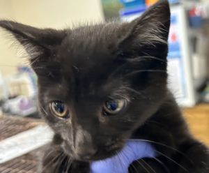 Gabby Domestic Short Hair Cat