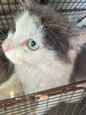 Carolina Domestic Long Hair Cat