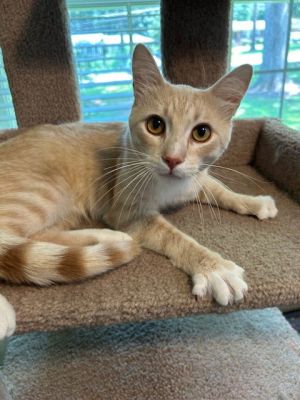 Jasper - Cream Puff TABBY - Needs a Home ASAP! American Shorthair Cat