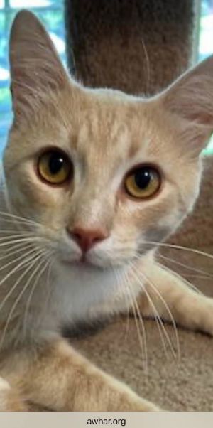 Jasper - Cream Puff TABBY - Needs a Home ASAP! American Shorthair Cat