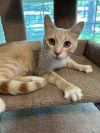 Jasper - Cream Puff TABBY - Needs a Home ASAP! photo 2