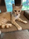 Jasper - Cream Puff TABBY - Needs a Home ASAP! photo 3