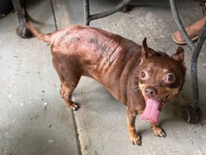 Chick Pee Chihuahua Dog