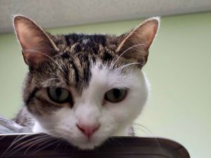 Luna, Baby Female Domestic Short Hair