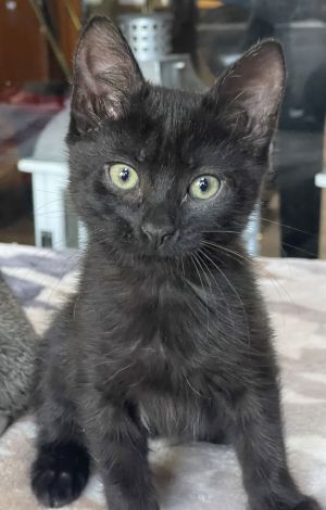 Bella, Baby Female Domestic Short Hair