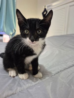 John Wick, Baby Male Domestic Short Hair